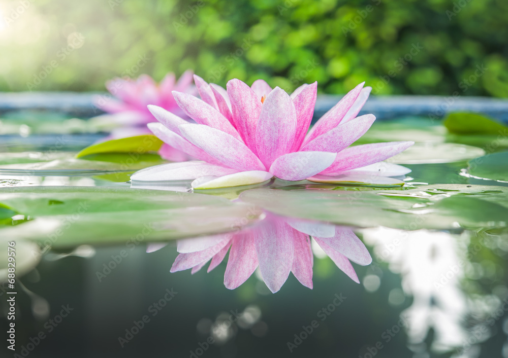 美丽的粉莲花，池塘里有倒影的水草