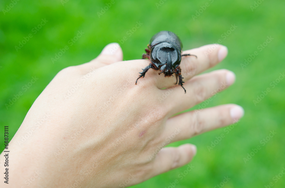 Scarab beetle on woman hand