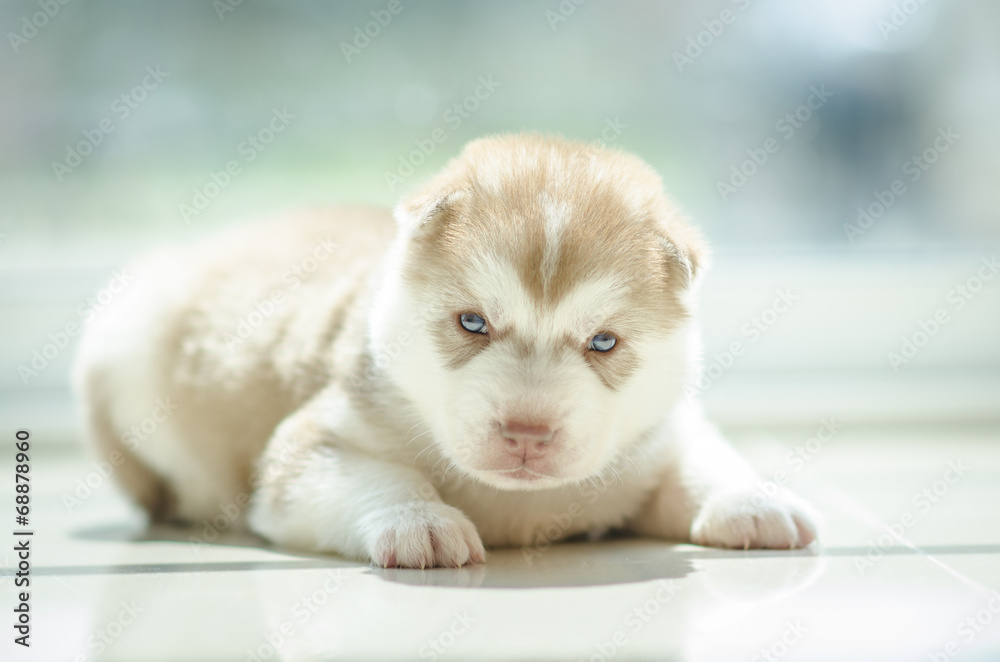 cute puppy siberian husky