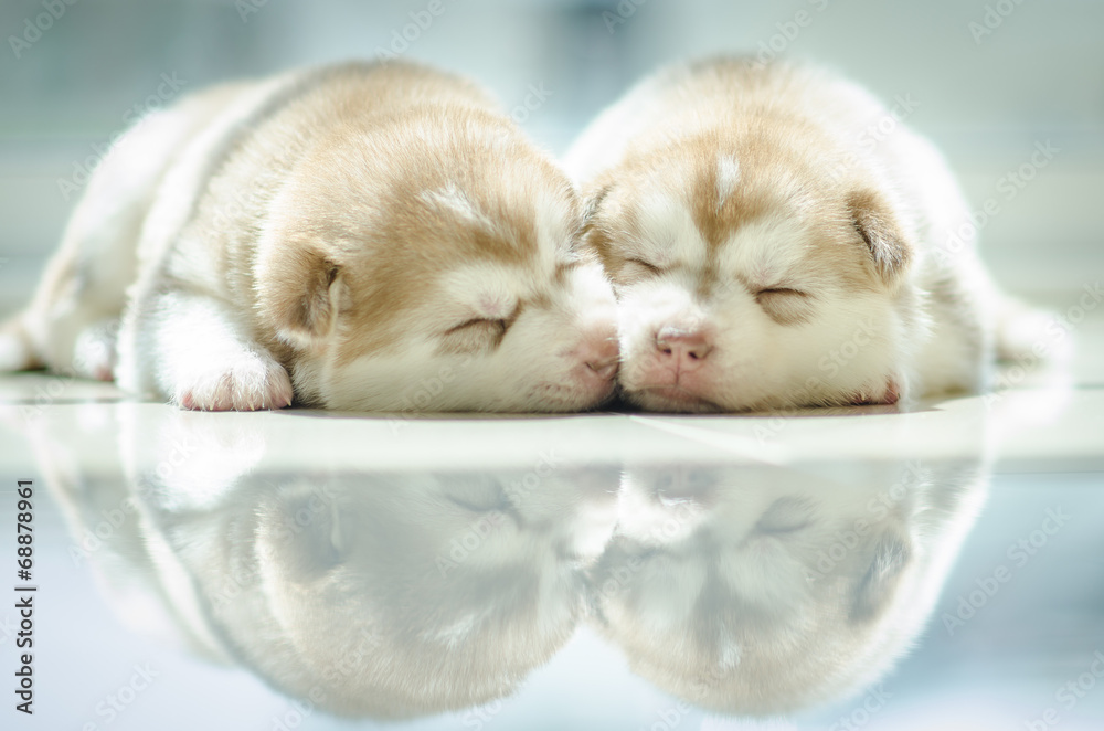 Cute puppy siberian husky  sleeping