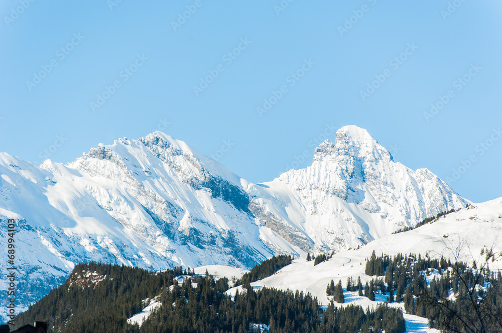 少女峰地区有松树的雪山