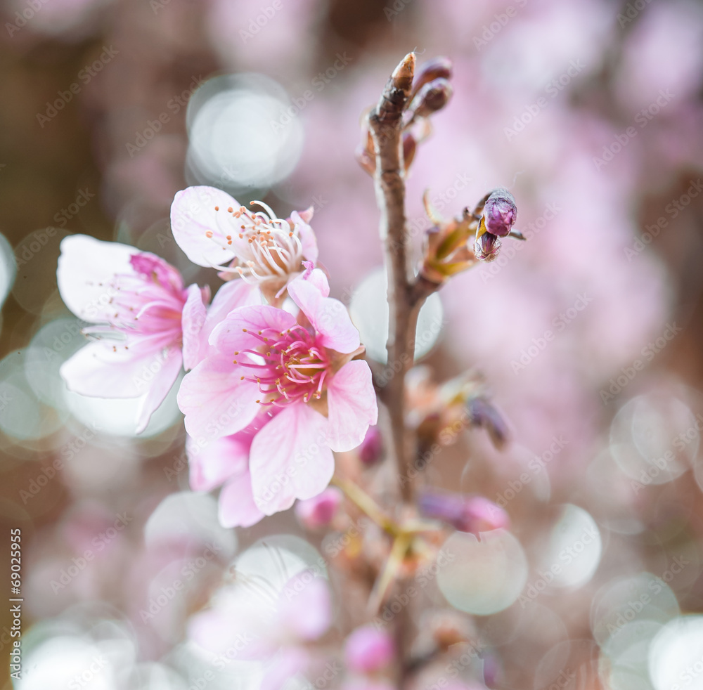 野生喜马拉雅樱桃，泰国樱花粉色花朵