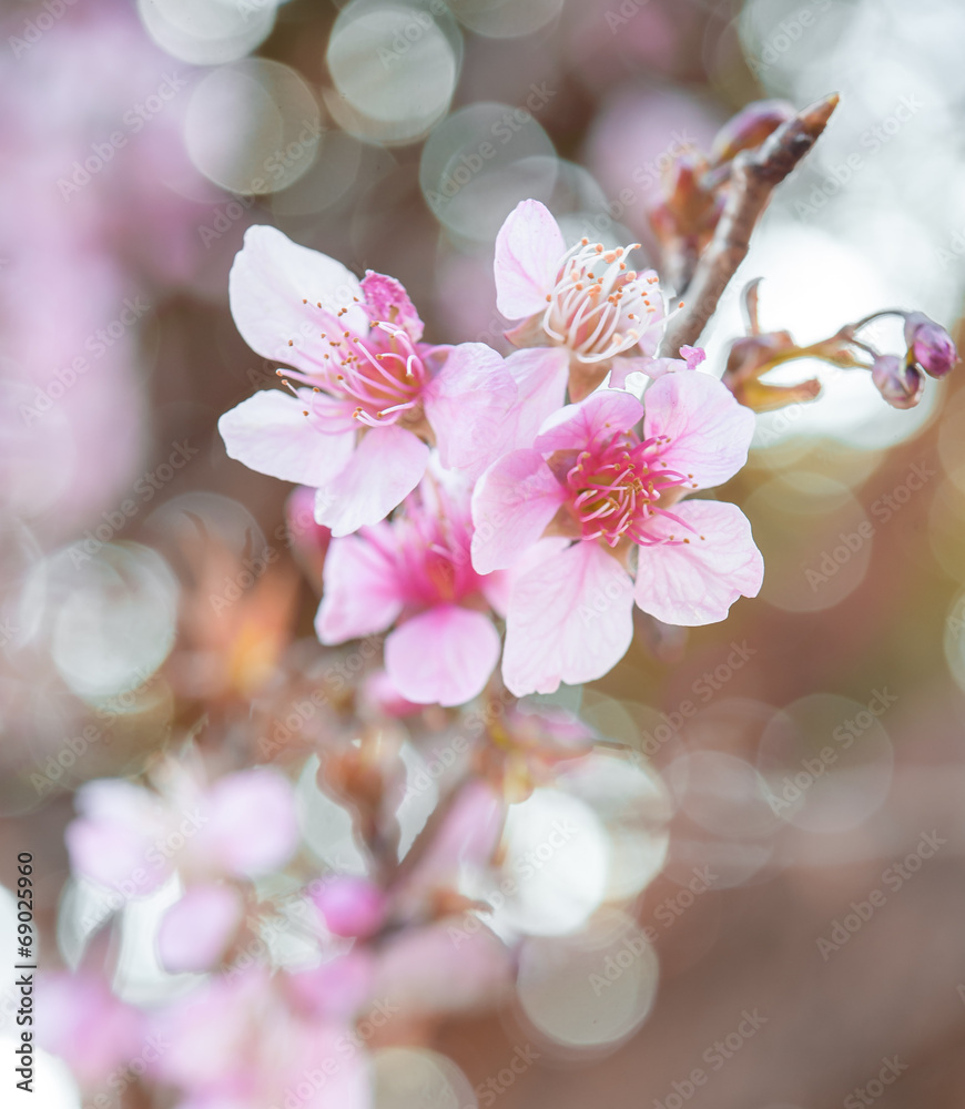 野生喜马拉雅樱桃，泰国樱花粉色花朵