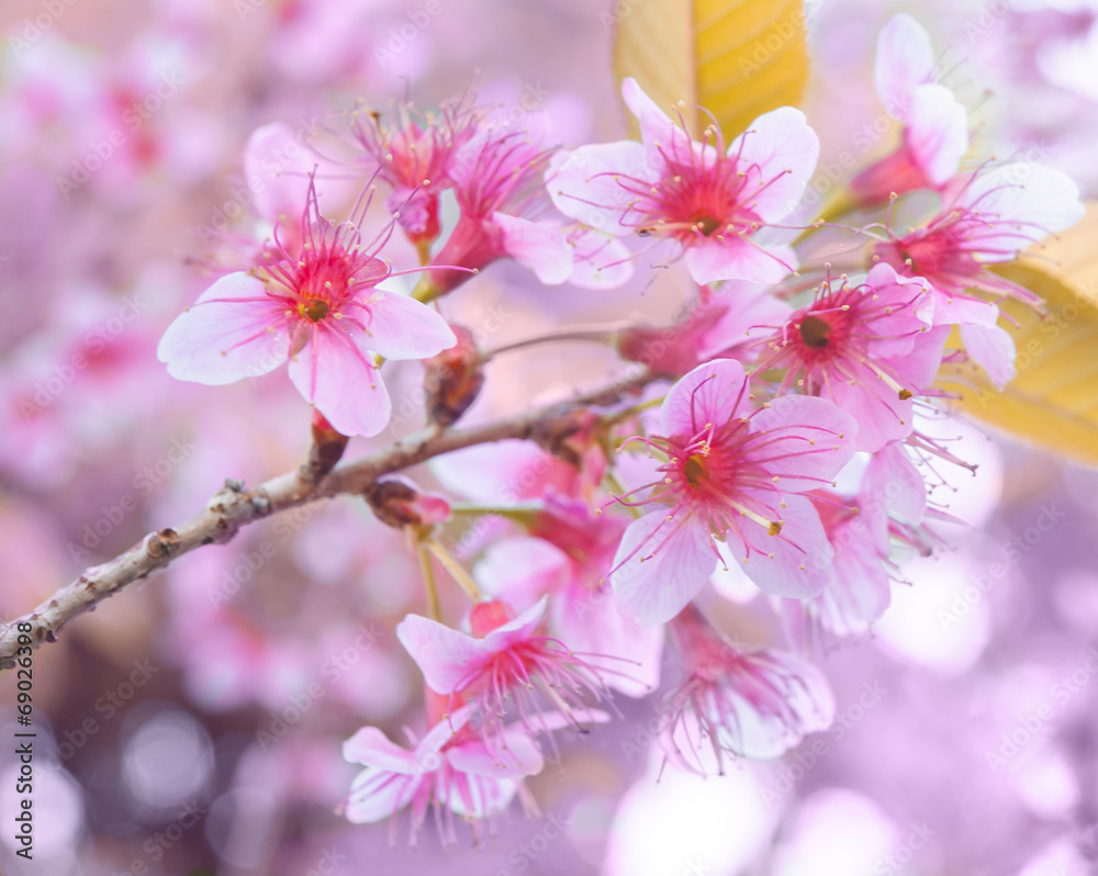 Wild Himalayan Cherry, Thailand Sakura pink flower