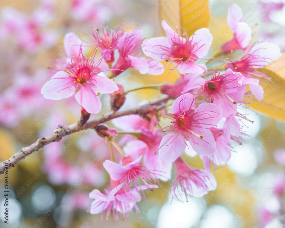 野生喜马拉雅樱桃，泰国樱花粉色花朵