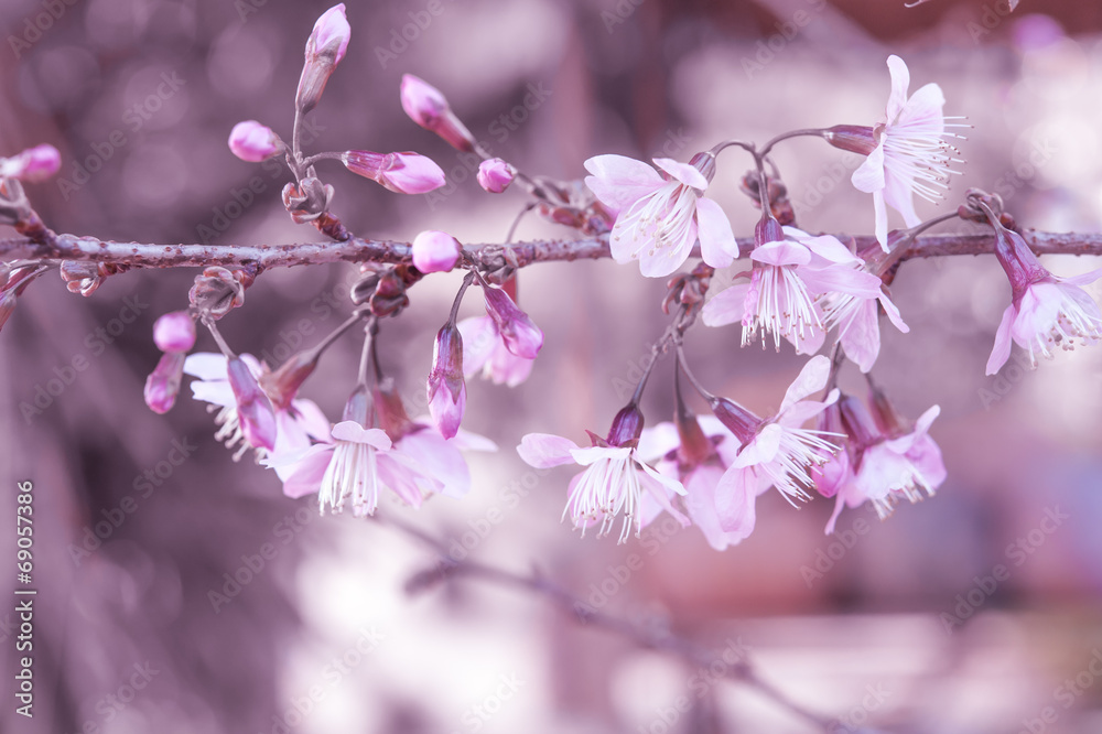 野生喜马拉雅樱桃，泰国樱花粉色花朵