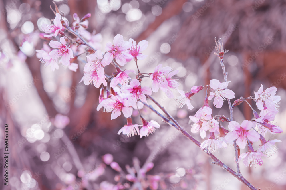 野生喜马拉雅樱桃，泰国樱花粉色花朵