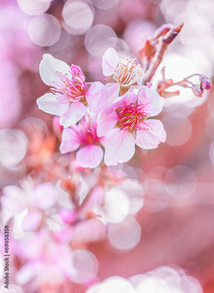 野生喜马拉雅樱桃，泰国樱花粉色花朵