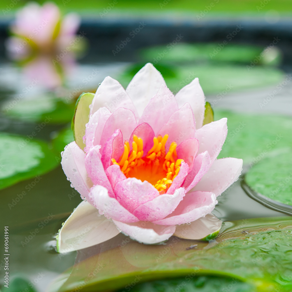 美丽的粉红色睡莲或池塘里的莲花