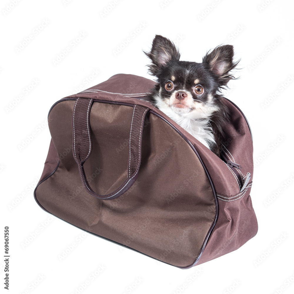 Chihuahua in a bag isolated on white background