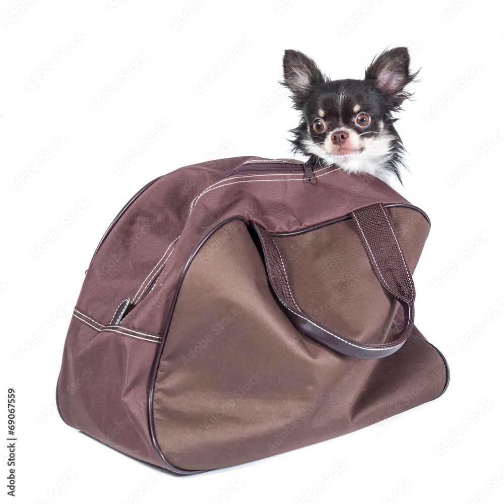 Chihuahua in a bag isolated on white background