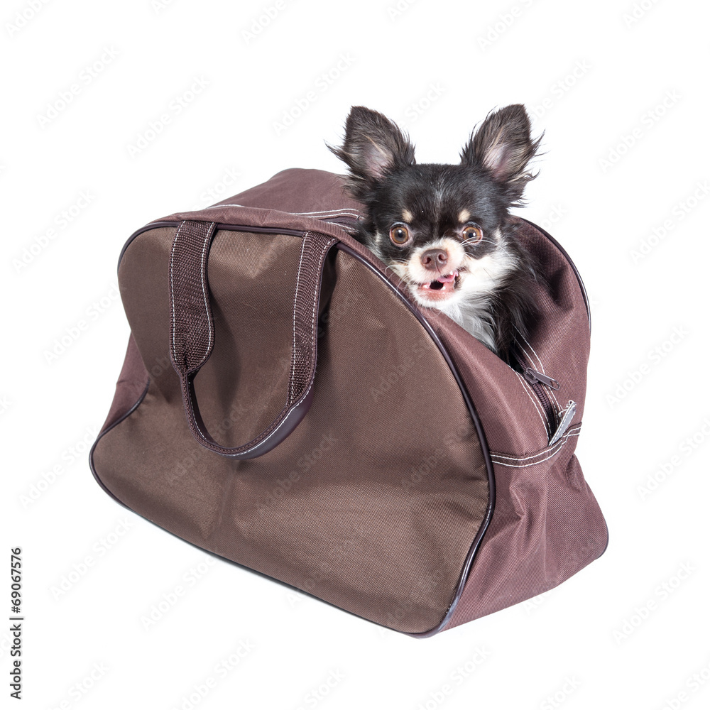 Chihuahua in a bag isolated on white background