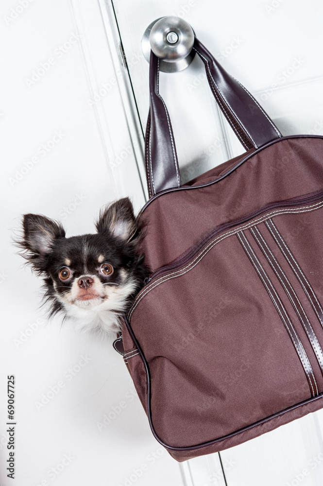 Chihuahua in a bag hanging on the door