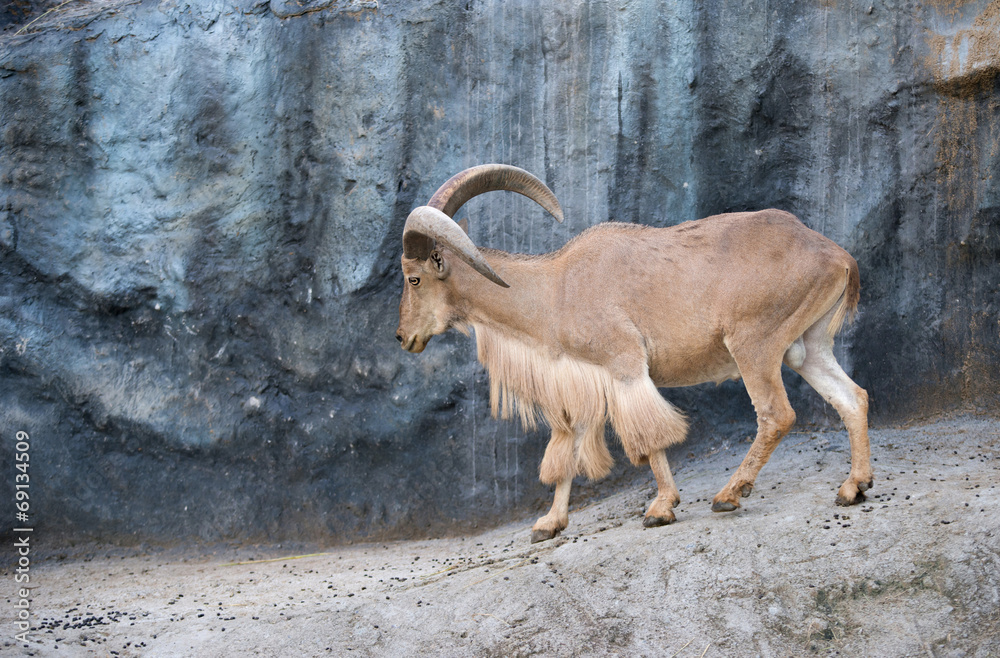 male Barbary sheep (Ammotragus lervia)