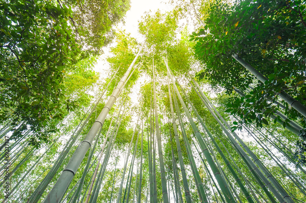 Bamboo grove, bamboo forest at Arashiyama, Kyoto, Japan