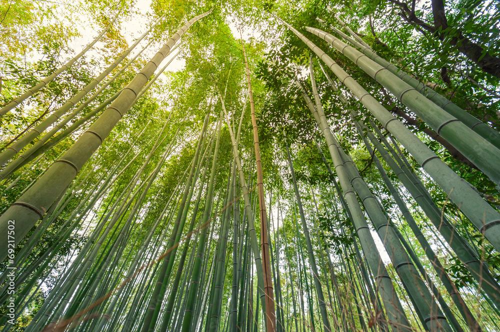 Bamboo grove, bamboo forest at Arashiyama, Kyoto, Japan