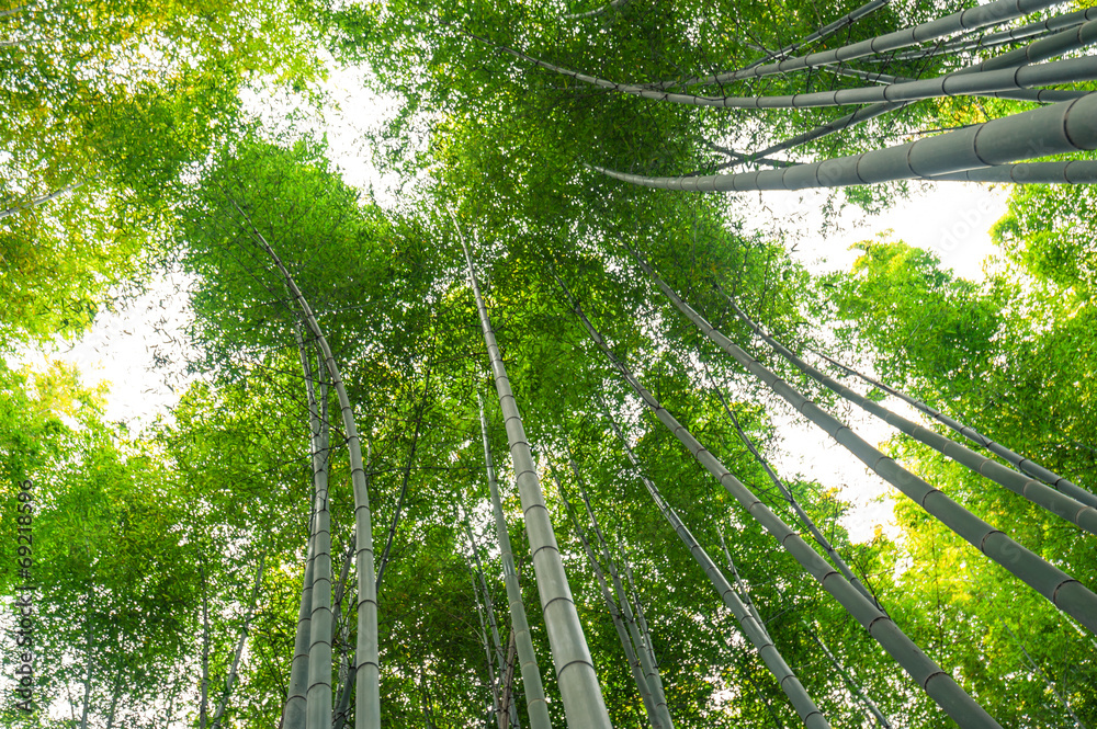 竹林，日本京都荒山的竹林