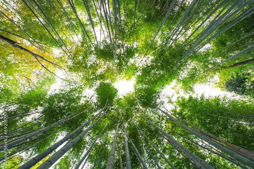 竹林，日本京都荒山的竹林