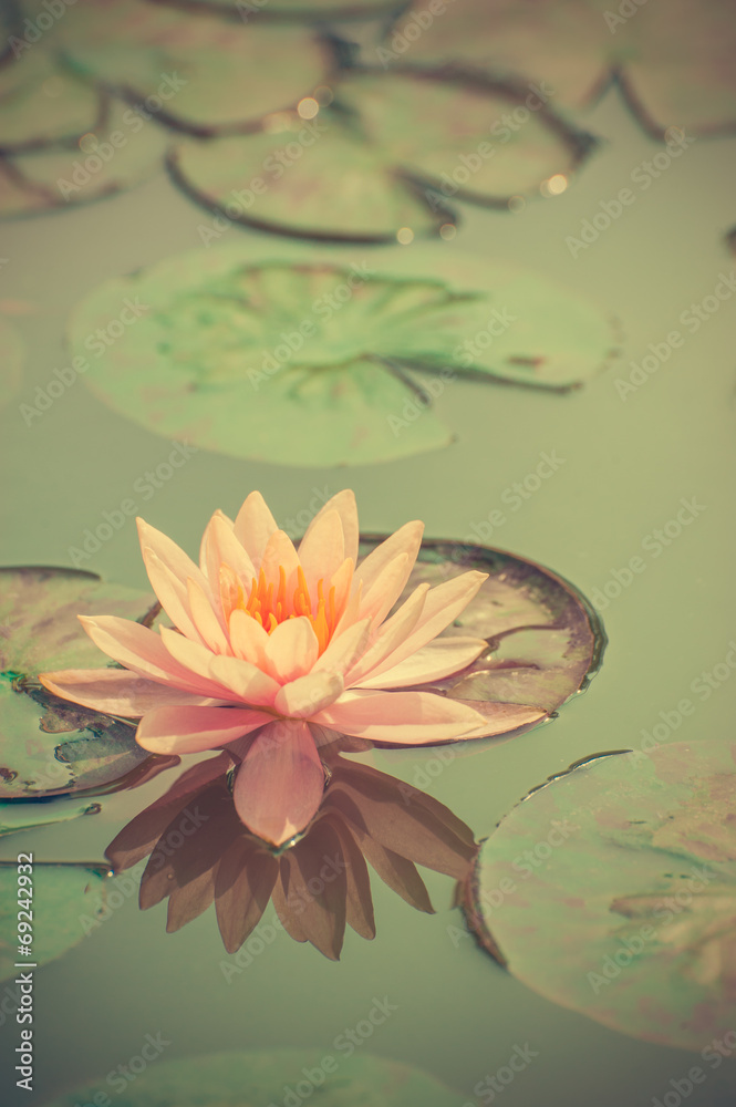 A beautiful pink waterlily or lotus flower in pond