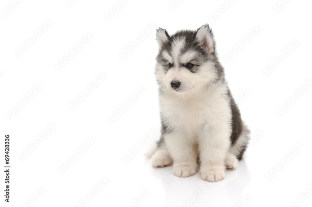 Cute little husky puppy isolated on white