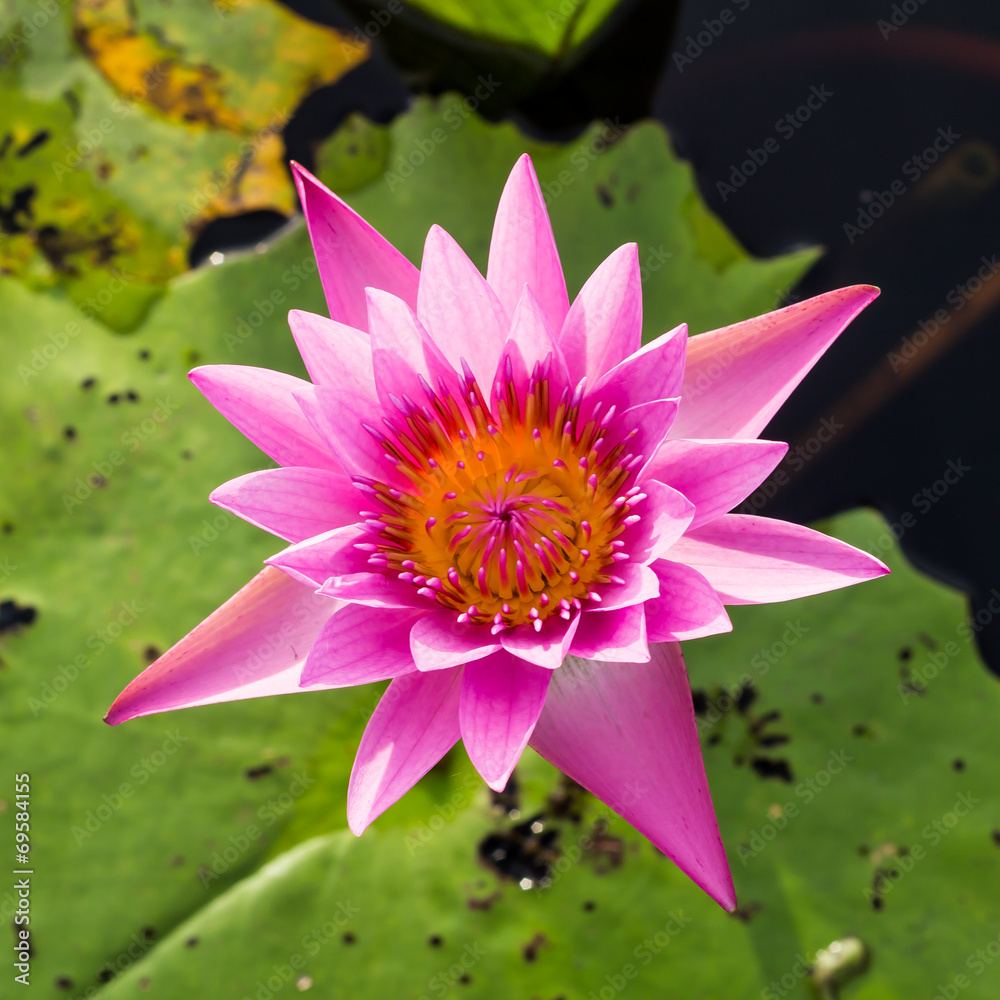 池塘里的粉红色莲花。