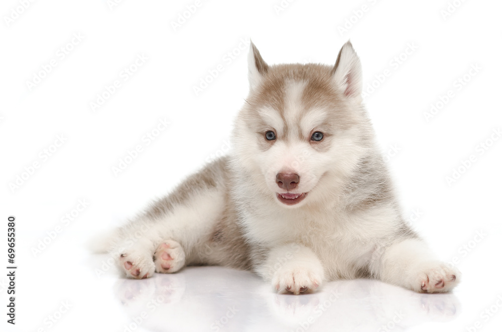 Cute little husky puppy