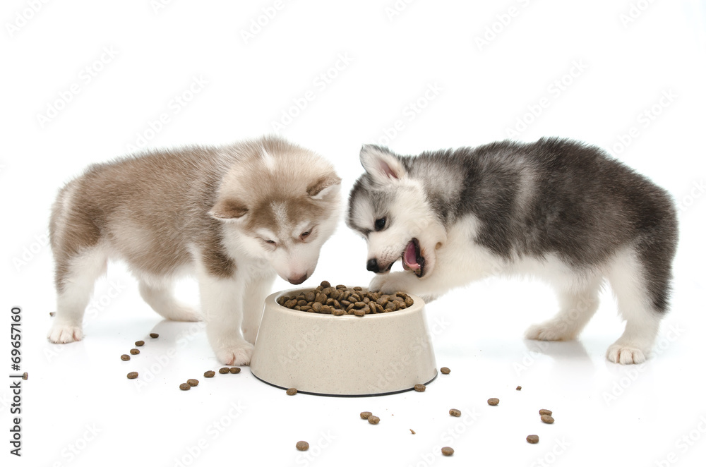 puppy eating food