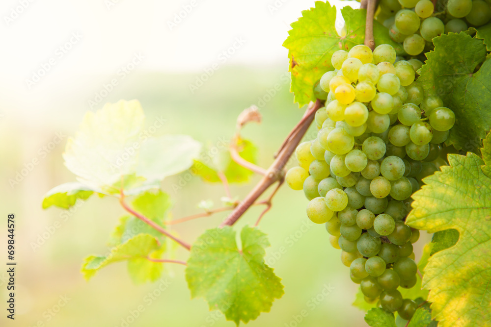 White wine grapes on vineyard