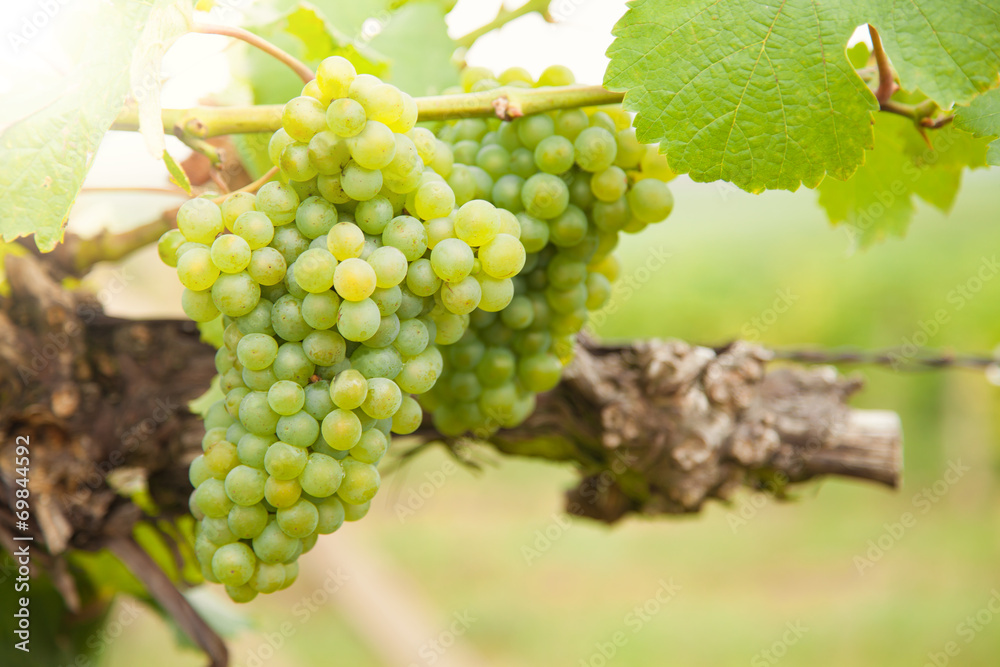 White wine grapes on vineyard