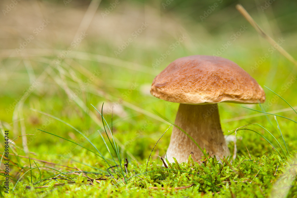 牛肝菌在苔藓中的微距照片