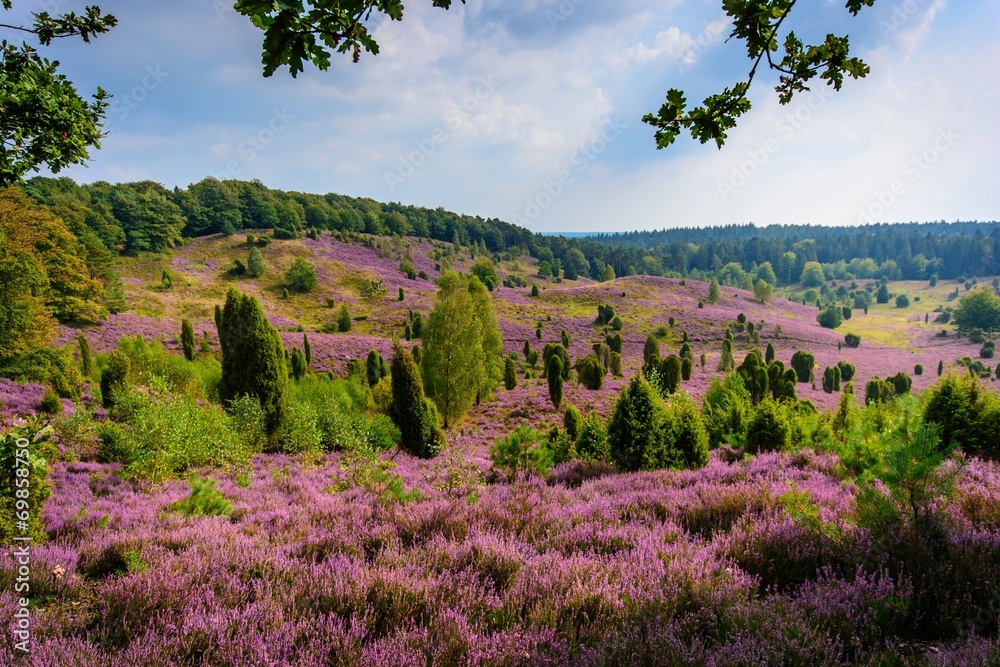 Heideblüte im Totengrund bei Wilsede