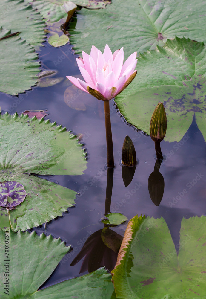 池塘里的粉莲花或睡莲