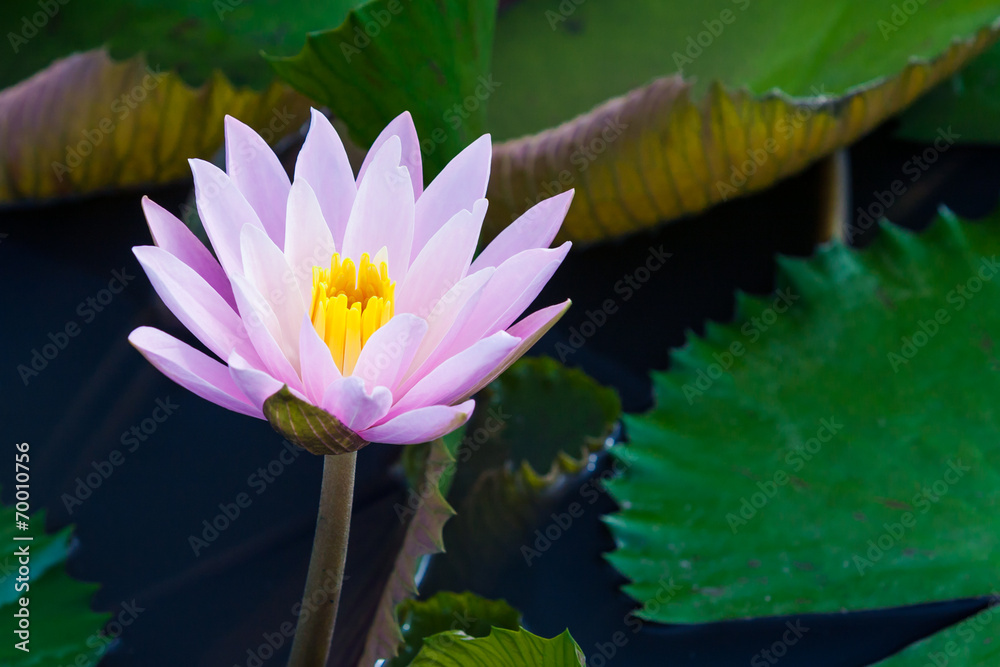 池塘里的粉莲花或睡莲