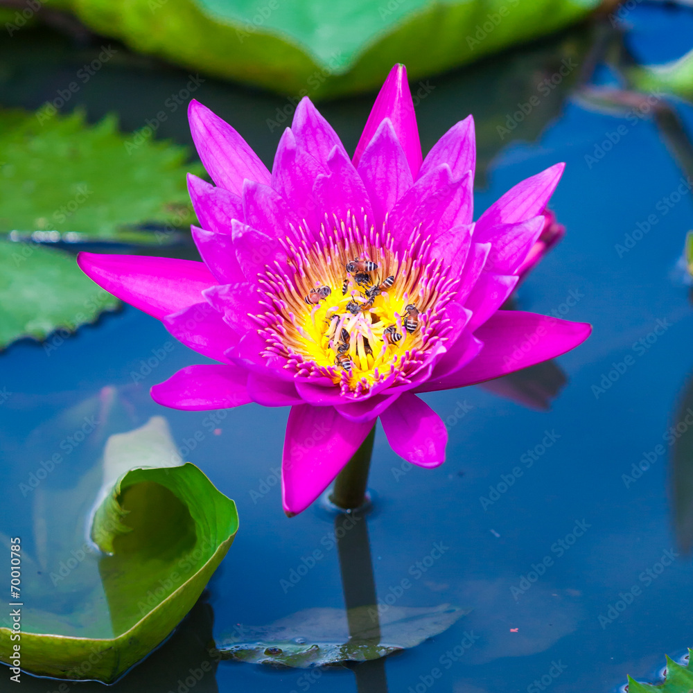 池塘里的粉莲花或睡莲