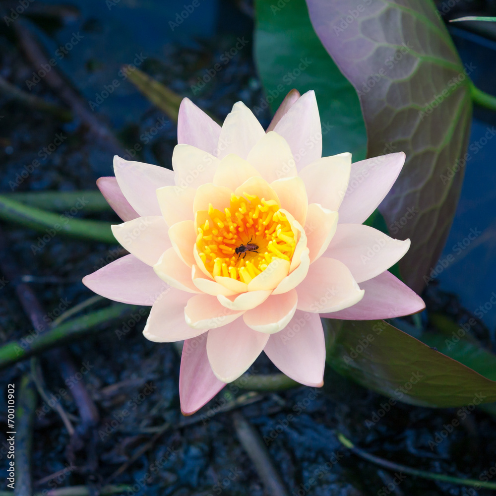 池塘里的粉莲花或睡莲