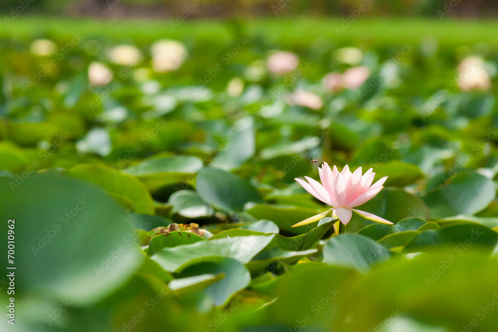 池塘里的粉莲花或睡莲