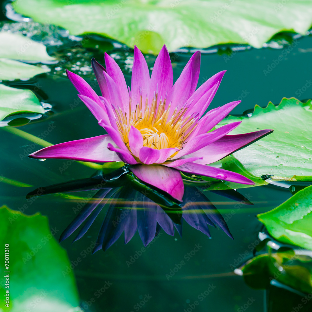 池塘里美丽的粉红色莲花睡莲