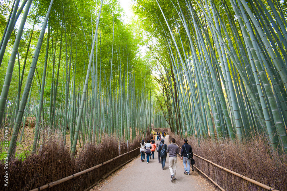 竹林，日本京都荒山的竹林