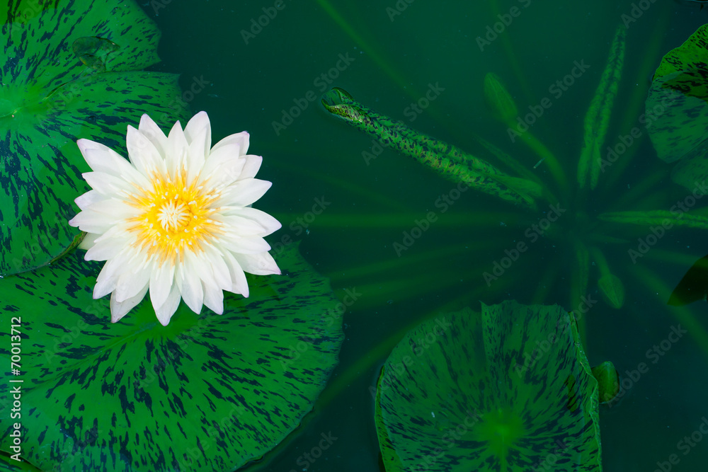 Beautiful white lotus or water lily in pond