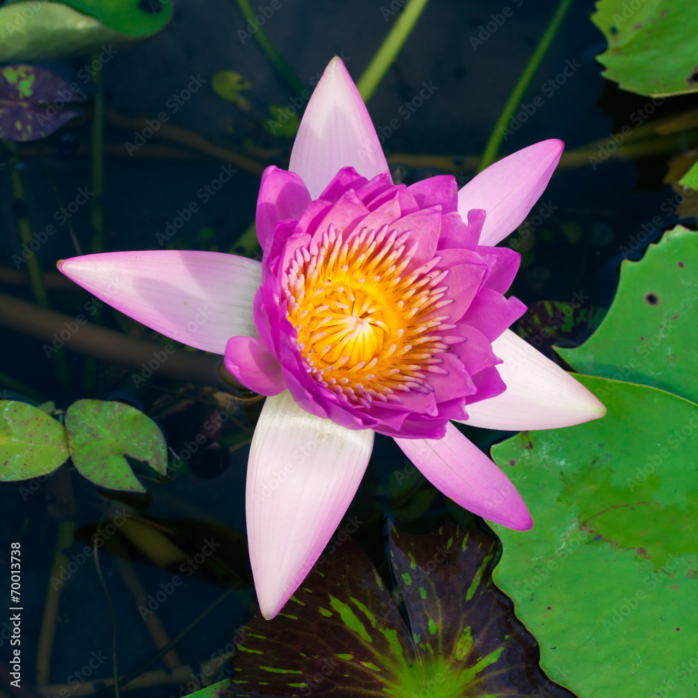 Beautiful pink lotus or water lily in pond