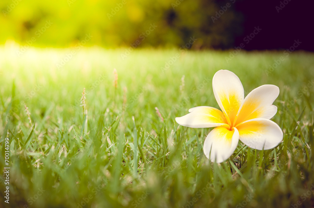 Plumeria flower in vintage warm tone