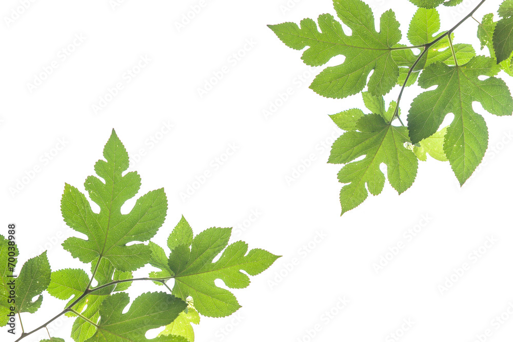 Green leaves