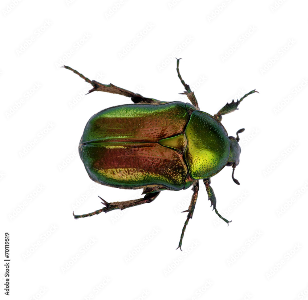 Green beetle