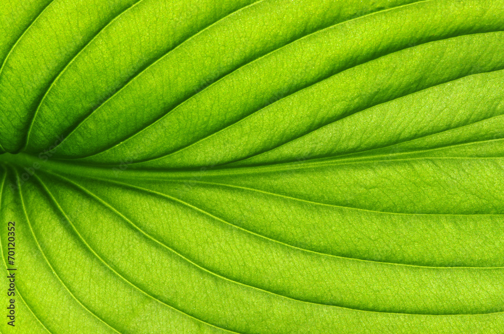 green leaf texture