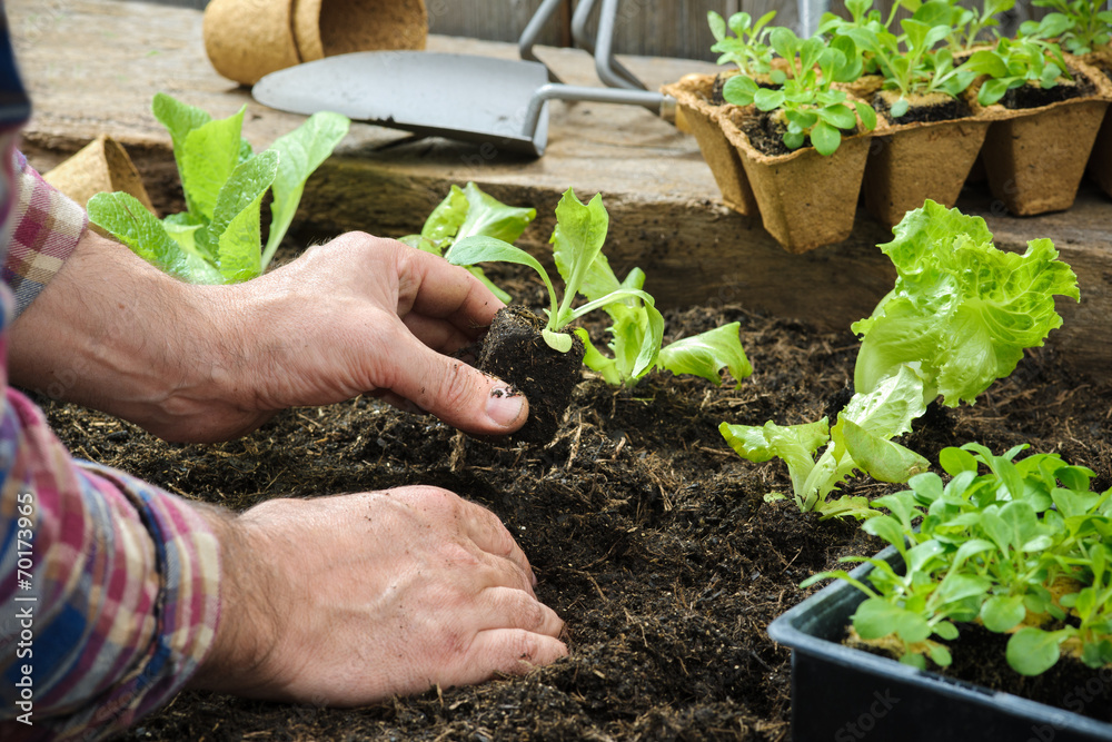 Farmer planting young seedlings