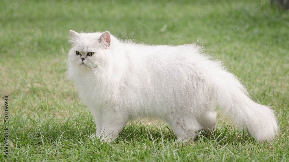 White persian cat walking