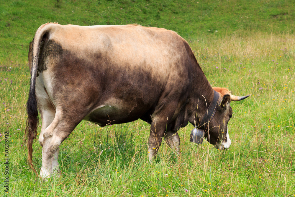 Kuh grast im Allgäu