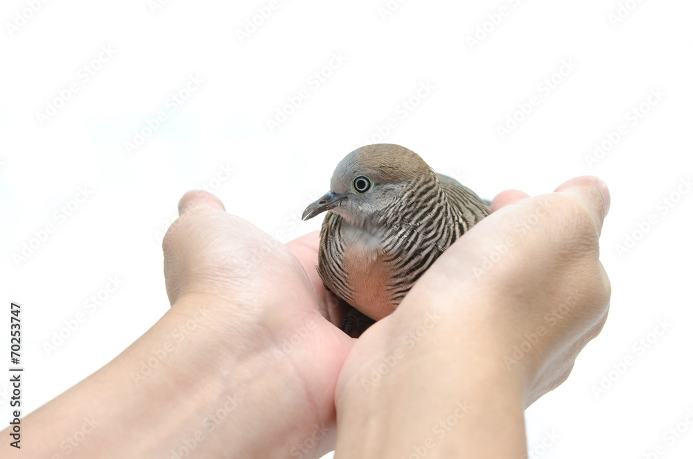 Dove on female hand white background