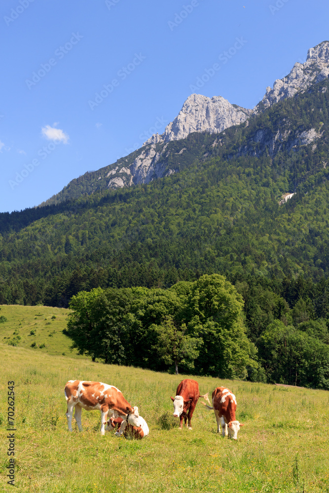 Kühe in den Alpen vor dem Zahmen Kaiser