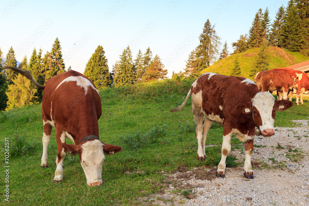 Kühe am Morgen in den Alpen am Wanderweg